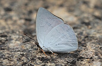 Curetis thetis closed wing devrayana durga.JPG