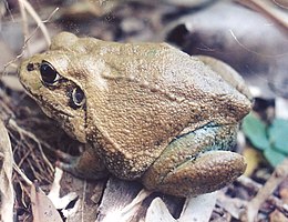 Didžiagalvė vandenkaupė (Cyclorana australis)