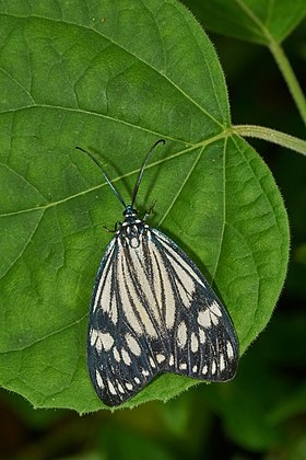Mariposa da espécie Cyclosia papilionaris australinda, da família Zygaenidae, nativa da Índia do Sul. (definição 4 000 × 6 000)