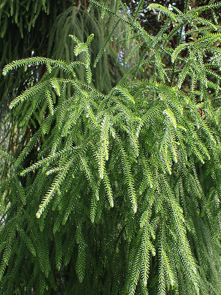 File:Dacrydium cupressinum kz05.jpg