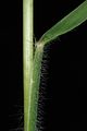 Danthonia sericea NRCS-015.jpg