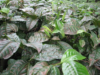 Darjeeling Tea Plant.jpg