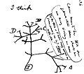 Sketch of Darwin's first evolutionary tree