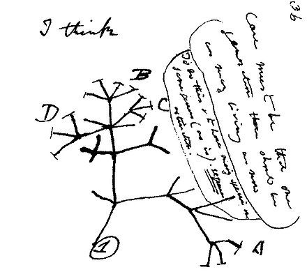 查尔斯·达尔文在作品《关于物种蜕变的第一本笔记》（First Notebook on Transmutation of Species，1837）中关于演化树的第一个草图