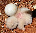 A day-old spotted eagle-owlet in its 'nest' on the ground.