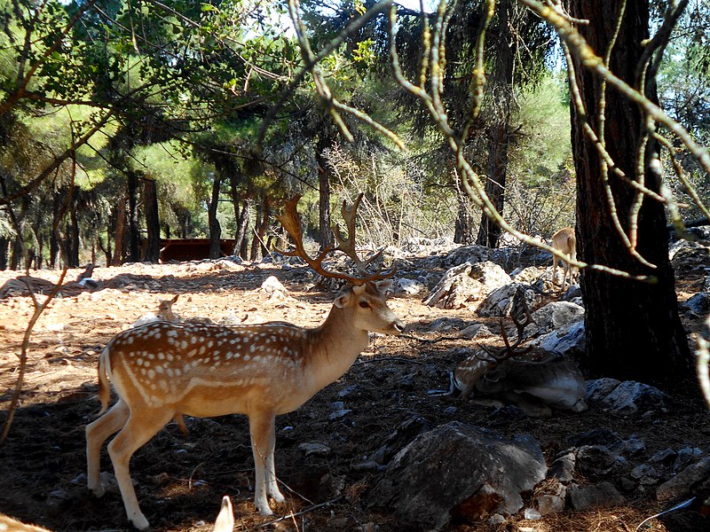 File:Deer at Kastoria.jpg