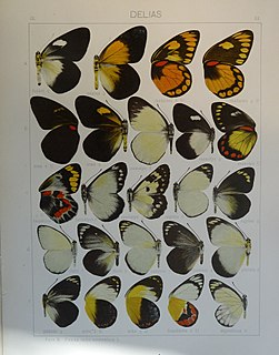 <i>Delias madetes</i> species of insect