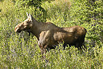 Denali National Park Female Moose 3000px.jpg