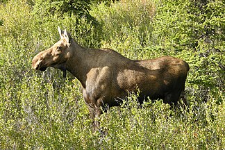 Alces alces (female organism)