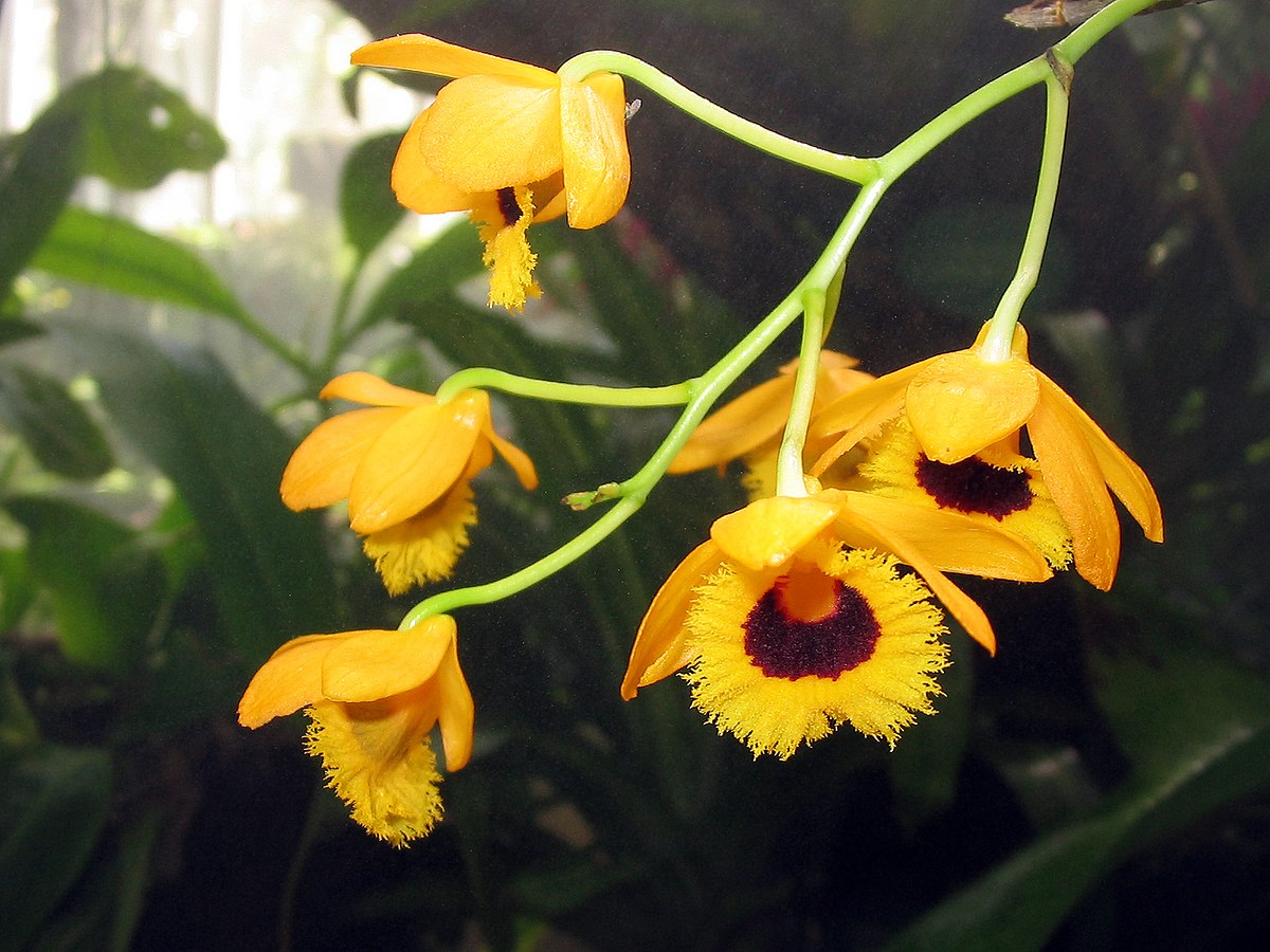 Kết quả hình ảnh cho dendrobium fimbriatum oculatum