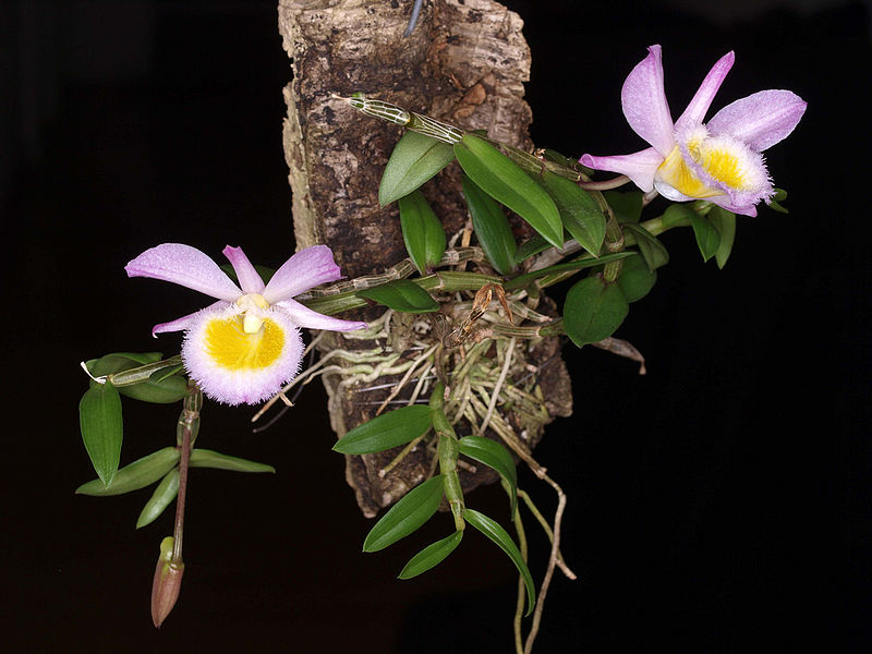 Файл:Dendrobium loddigesii - Flickr. 004.jpg