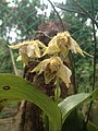 Dendrobium macrophyllum var. macrophyllum