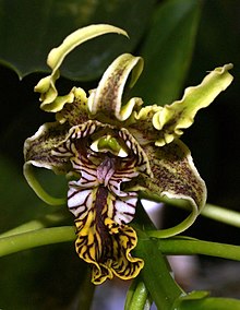 Dendrobium spectabile Orchi 033.jpg
