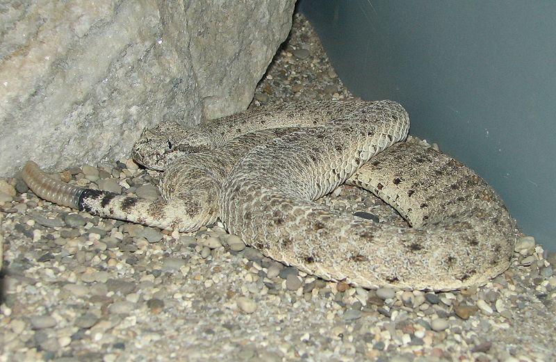 File:Desert Sidewinder.jpg