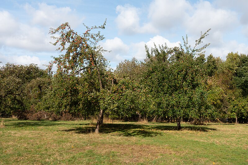 File:Detmold - 2018-10-03 - Streuobstwiese Jugendherberge.jpg