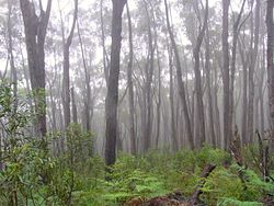 Misty Deua Forest in the South Coast NSW, near Batemans Bay. Deua forest with mist.JPG