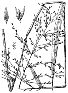 Dichanthelium scabriusculum BB-1913-1.png