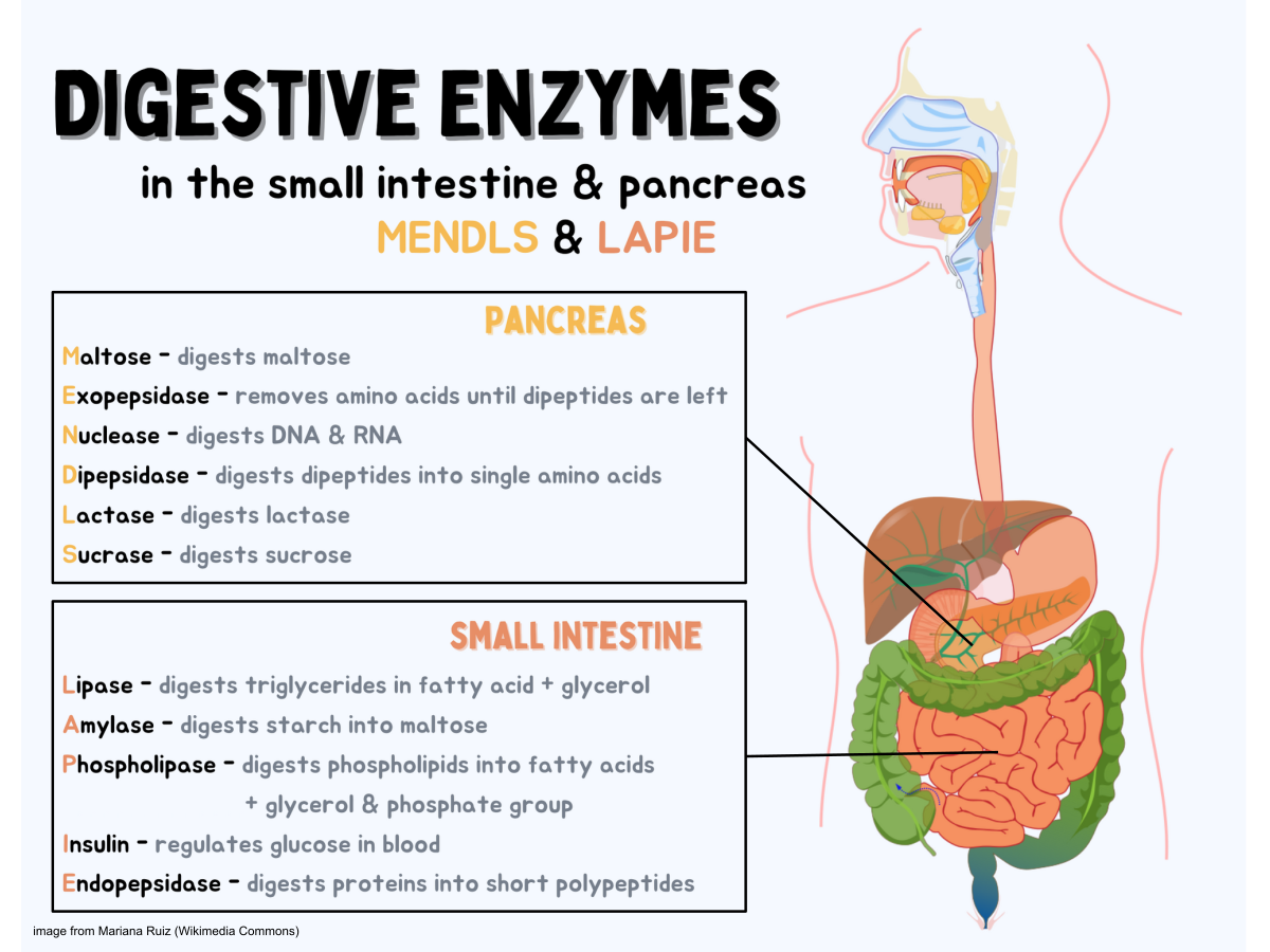 Digestive enzyme - Wikipedia