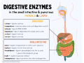 Thumbnail for Digestive enzyme