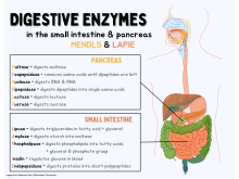 Diagram of the digestive enzymes in the small intestine and pancreas Digestive Enzymes.svg