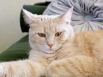 Dilute orange tabby cat.jpg