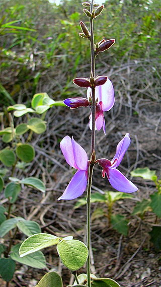 <i>Dioclea</i> (plant) Genus of legumes