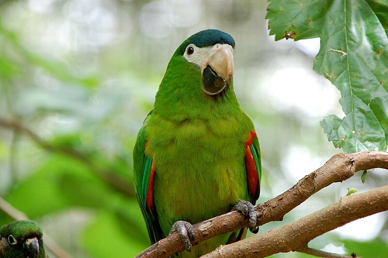 File:Diopsittaca nobilis -Parque das Aves, Foz do Iguacu, Brazil-8a.jpg