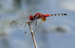 <i>Diplacodes luminans</i> Species of dragonfly