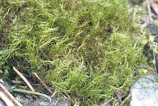 <i>Flexitrichum</i> Genus of haplolepideous mosses