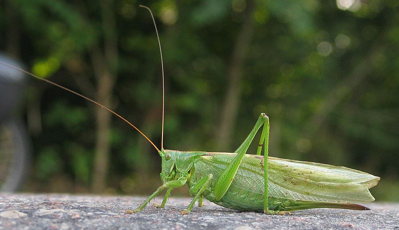 File:Dixi-Tettigonia Viridissima.jpg