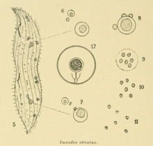 Drawing of Loxodes striatus during cell division (5), and its Muller vesicle (12) and nuclei in different stages of development (6-11) Drawing of Loxodes striatus by E Penard.png