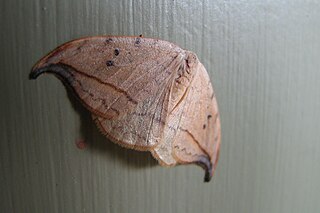 <i>Drepana arcuata</i> Species of hook-tip moth