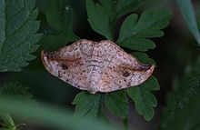 Pebble hook-tip Drepana falcataria-01 (xndr).jpg