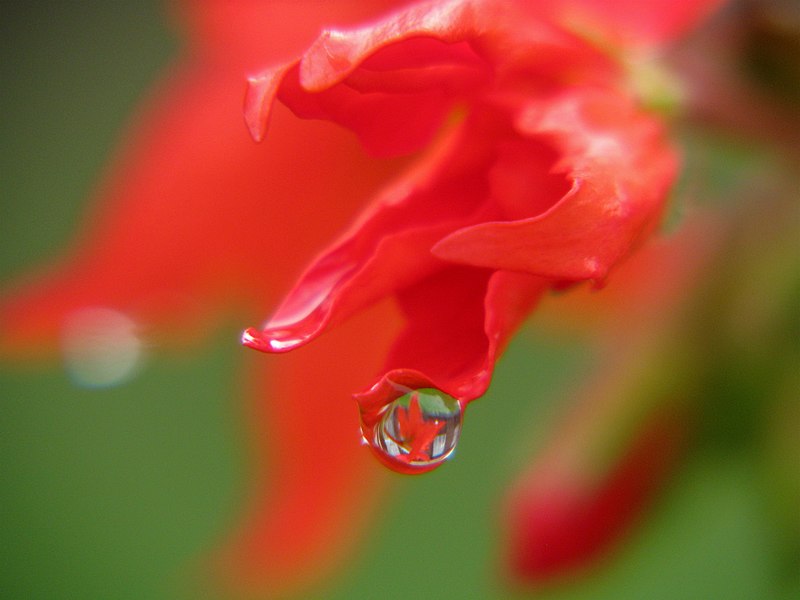 File:Drop On A Geranium (3533556511).jpg