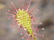 Blad av dikesoldogg (Drosera intermedia) rike l = Plantae