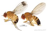 Thumbnail for Drosophila suzukii