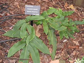 <i>Dryopteris sieboldii</i> Species of plant in the genus Dryopteris