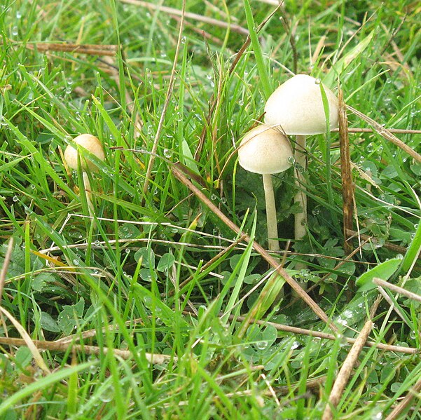 File:Dung Roundhead in the Manor Valley - geograph.org.uk - 4699823.jpg