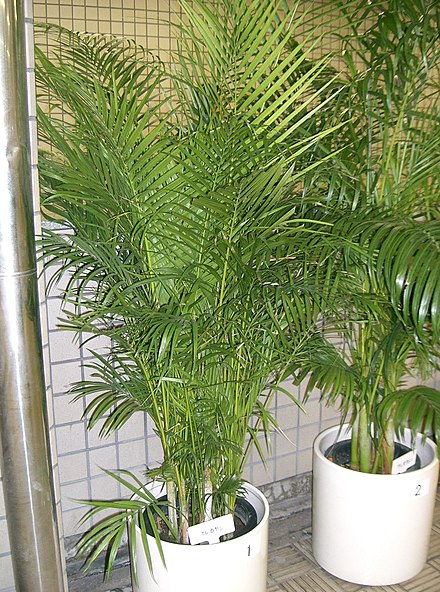 Apparently this is the ARECA PALM?