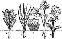 Cuttings from a variety of plants. EB1911 - Horticulture - Fig. 22.--Propagation by Cuttings.jpg
