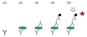 Enzyme-Linked Immunosorbent Assay: Geschichte, Signalverstärkung, Antikörper-ELISA