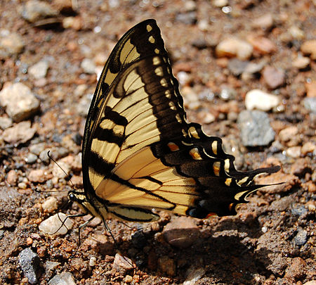 ไฟล์:Eastern Tiger Swallowtail Papilio glaucus 2000px.jpg
