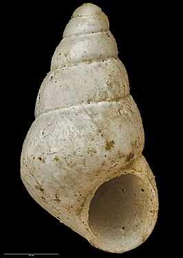 Eatoniella roseola