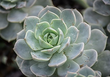 Echeveria harmsii in Botanischer Garten Münster, Lower Saxony, Germany