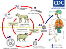 Echinococcus Life Cycle 2.png