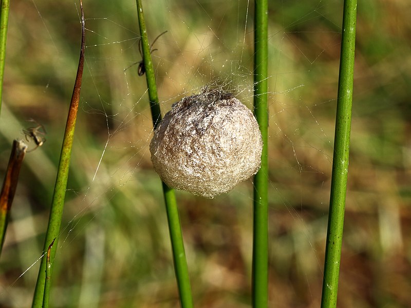 File:Eicocon of eierzak van spinnen (Araneae).jpg