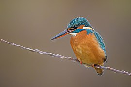 Eisvogel jagt im Stinderbachtal