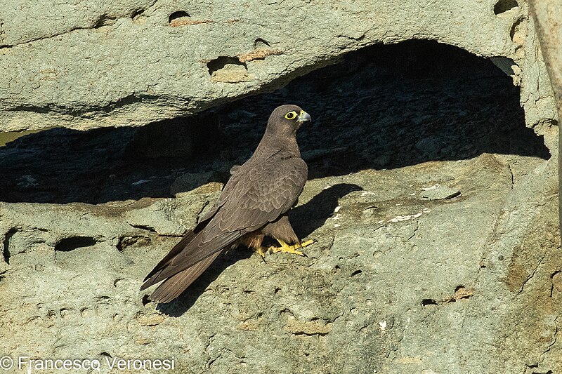 File:Eleonora's Falcon, adult male, light morph.jpg