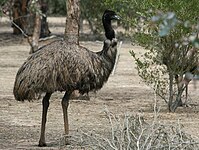 Emu Dromaius novaehollandiae