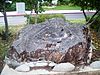 Encino Oak Tree.jpg